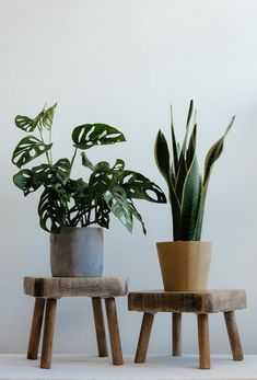 two potted plants sitting on wooden stools