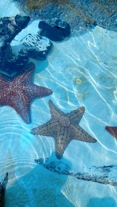 three starfishs are swimming in the water