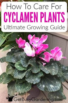 a potted plant with pink flowers in it and the words how to care for cylamen plants ultimate growing guide