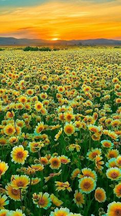 a field full of yellow flowers with the sun setting in the background