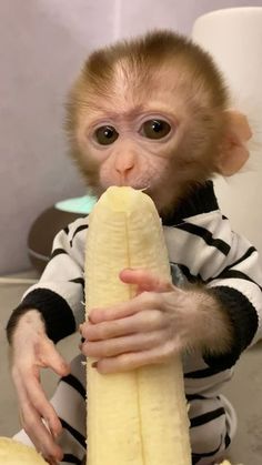 a monkey is holding a banana in it's mouth