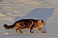 a cat is walking in the snow with its shadow on it's back side