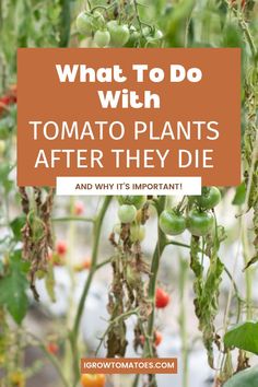 dying tomato plants in a garden. Tomato Planting, Ocean Trash, Tomato Pruning, Grow Strawberries, Tips For Growing Tomatoes, Growing Organic Tomatoes, Tomato Trellis