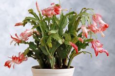 a potted plant with pink flowers in it on a white table top next to a gray wall