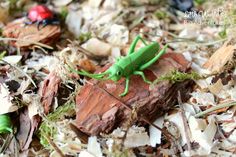 a green bug sitting on top of a pile of wood chips