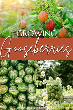 the cover of growing gorseberries