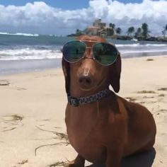 a brown dog wearing sunglasses sitting on top of a sandy beach next to the ocean