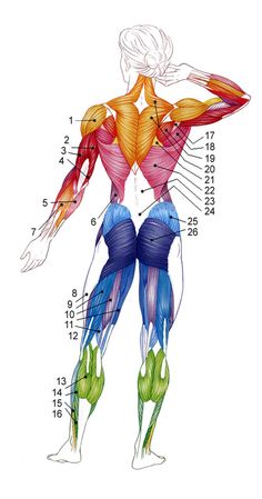 an image of the muscles and their major functions in human body diagram with text on white background