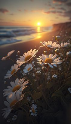 the sun is setting behind some daisies on the beach