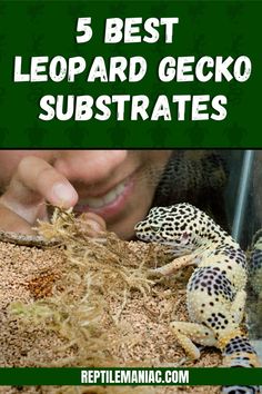 leopard geckos in their habitat with text overlay reading 5 best leopard gecko subtrates