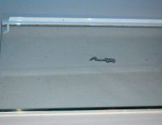 a small lizard is seen in the bottom half of a glass case on a wall