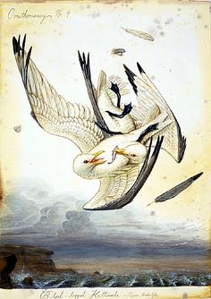 two large birds flying over the ocean