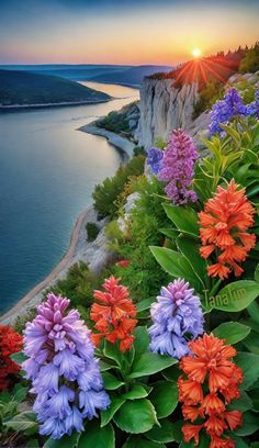 colorful flowers line the edge of a cliff overlooking water and mountains at sunset, with the sun setting on the horizon