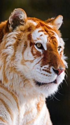 a close up of a tiger's face with blurry background