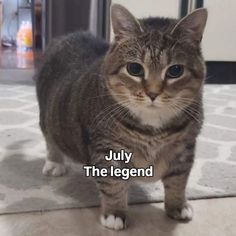 a cat that is standing on the floor looking at the camera with words written in front of it