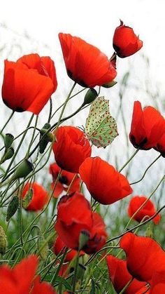 some red flowers and a white butterfly in the middle