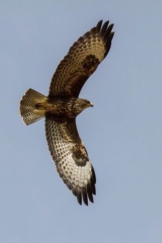 a bird flying in the sky with it's wings spread