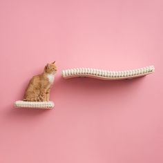 a cat sitting on top of a white shelf