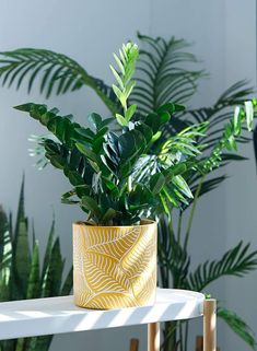 a potted plant sitting on top of a white table next to a green plant