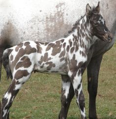 a baby horse standing next to an adult horse