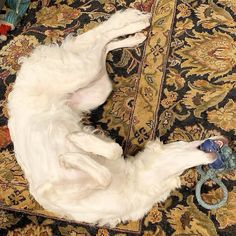 a large white dog laying on top of a rug next to a pair of scissors