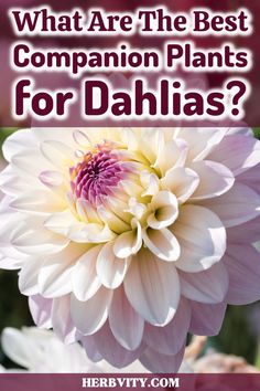 a white flower with the words what are the best companion plants for dahlias?