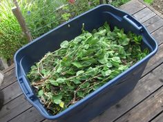 a blue container filled with green plants on top of a wooden deck