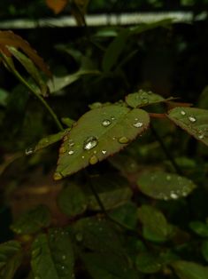 rain drops on the leaves of a plant