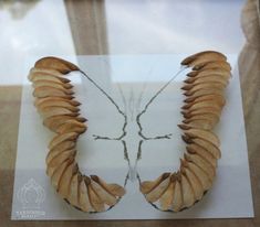 an insect wing is displayed in a glass case with the image of a butterfly on it's wings