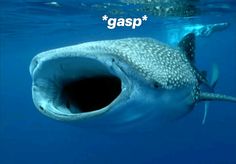 a large whale with its mouth open in the water and words saying gasp above it