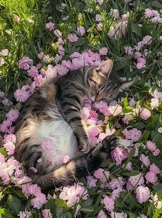 a cat laying in the middle of pink flowers