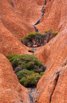 trees growing out of the rocks in an arid area