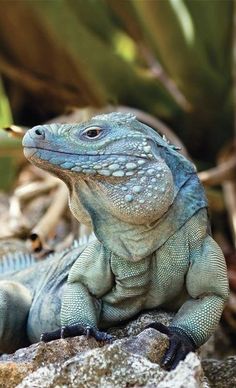 an iguana sitting on top of a rock