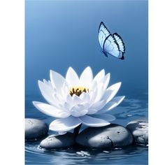 a butterfly flying over a white flower on top of rocks in the middle of water