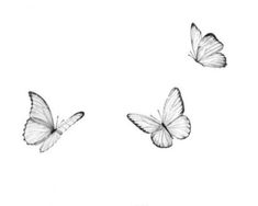 three butterflies flying in the air with one on its back and one on it's side