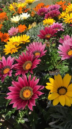 many different colored flowers in a garden