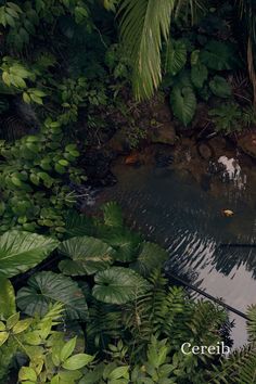 a pond surrounded by lots of green plants and trees with the words cereli above it