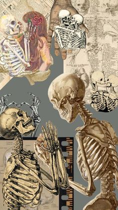 a collage of different types of skeleton images