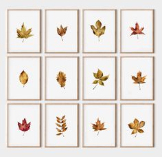 six framed photos with different leaves on them