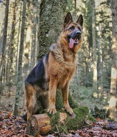 a german shepherd dog sitting on top of a tree stump in the woods with its tongue hanging out