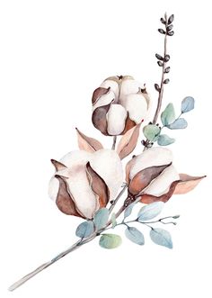 a watercolor painting of cotton flowers on a twig with green leaves and buds