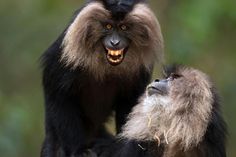 two monkeys sitting on top of each other and one is looking at the camera with its mouth open