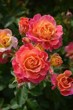 several orange and pink roses blooming in the garden with dark green foliage behind them