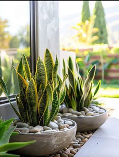 three potted plants sitting next to each other on a window sill