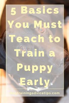 a brown dog with the words 5 basics you must teach to train a puppy early