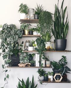 some plants are sitting on shelves in a room