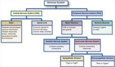 the nervous system diagram with all its major functions, including peripherals and motor systems