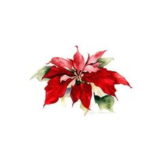 a watercolor painting of a red poinsettia flower on a white background