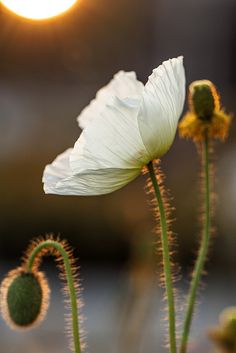 two white flowers with green stems in front of the sun