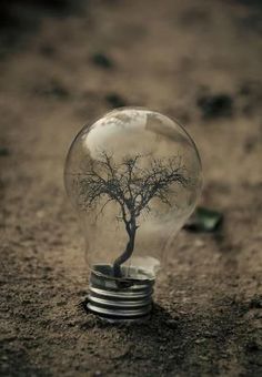 a light bulb with a tree inside it